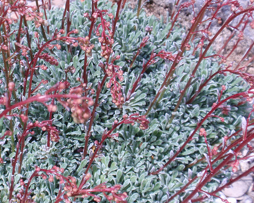 ساکسی فراگا کوچلئاریس